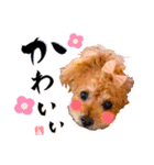グレイシーくん【日常スタンプ】（個別スタンプ：13）