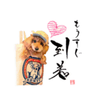 グレイシーくん【日常スタンプ】（個別スタンプ：19）