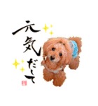 グレイシーくん【日常スタンプ】（個別スタンプ：20）