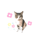 きじ白猫ちゃん3（個別スタンプ：4）