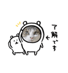 きじ白猫ちゃん3（個別スタンプ：13）