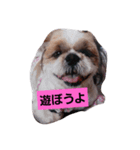 ゆうたん＆愛ちゃん（個別スタンプ：1）