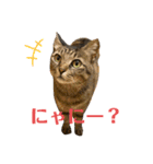 キジマルスタンプ（個別スタンプ：3）