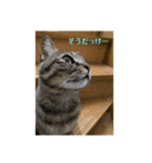 キジマルスタンプ（個別スタンプ：5）