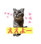 キジマルスタンプ（個別スタンプ：8）