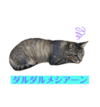 キジマルスタンプ（個別スタンプ：9）