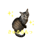 キジマルスタンプ（個別スタンプ：12）