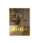 キジマルスタンプ（個別スタンプ：13）