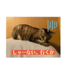 キジマルスタンプ（個別スタンプ：16）
