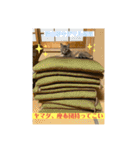 キジマルスタンプ（個別スタンプ：17）