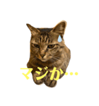キジマルスタンプ（個別スタンプ：19）