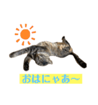 キジマルスタンプ（個別スタンプ：20）