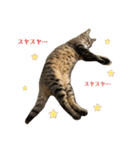 キジマルスタンプ（個別スタンプ：22）