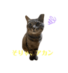 キジマルスタンプ（個別スタンプ：23）