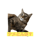キジマルスタンプ（個別スタンプ：24）