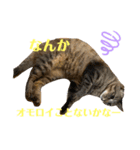 キジマルスタンプ（個別スタンプ：25）
