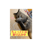 キジマルスタンプ（個別スタンプ：26）