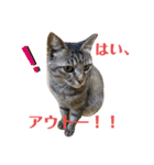 キジマルスタンプ（個別スタンプ：27）