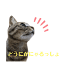 キジマルスタンプ（個別スタンプ：29）