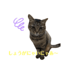 キジマルスタンプ（個別スタンプ：30）