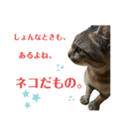 キジマルスタンプ（個別スタンプ：31）