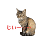 キジマルスタンプ（個別スタンプ：32）