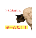 キジマルスタンプ（個別スタンプ：36）