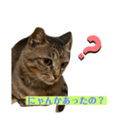 キジマルスタンプ（個別スタンプ：39）