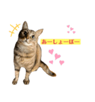 キジマルスタンプ（個別スタンプ：40）