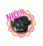 ポメ、プー①（個別スタンプ：2）