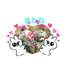ポメ、プー①（個別スタンプ：3）