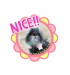 ポメ、プー①（個別スタンプ：4）