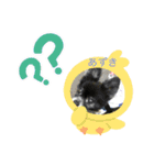 ポメ、プー①（個別スタンプ：7）