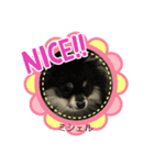 ポメ、プー①（個別スタンプ：12）