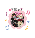 ポメ、プー①（個別スタンプ：17）