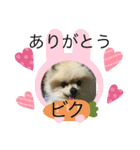 ポメ、プー①（個別スタンプ：21）
