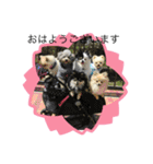 ポメ、プー①（個別スタンプ：23）