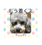 ポメ、プー①（個別スタンプ：24）