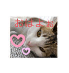 さちこの日常スタンプ(猫)（個別スタンプ：1）