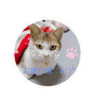 さちこの日常スタンプ(猫)（個別スタンプ：5）