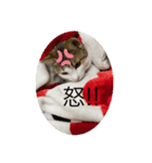さちこの日常スタンプ(猫)（個別スタンプ：6）