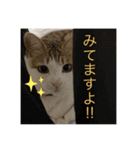 さちこの日常スタンプ(猫)（個別スタンプ：7）