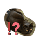 ふかのけねこ（個別スタンプ：1）
