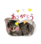 ふかのけねこ（個別スタンプ：3）