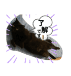 ふかのけねこ（個別スタンプ：4）