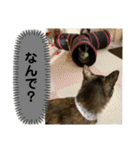 ふかのけねこ（個別スタンプ：5）