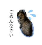 ふかのけねこ（個別スタンプ：7）