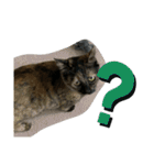 ふかのけねこ（個別スタンプ：8）