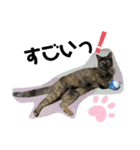 ふかのけねこ（個別スタンプ：10）