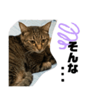 ふかのけねこ（個別スタンプ：11）